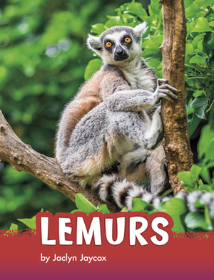 Lemurs by Jaclyn Jaycox