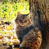 chronocat's profile picture