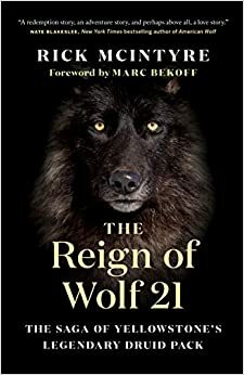 The Reign of Wolf 21: The Saga of Yellowstone's Legendary Druid Pack by Rick McIntyre