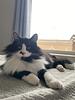 cats33's profile picture