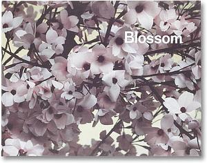 Blossom by Thomas Demand