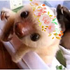 teringettet's profile picture