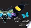 100 Butterflies and Moths: Portraits from the Tropical Forests of Costa Rica by Winifred Hallwachs, Jeffrey C. Miller, Daniel H. Janzen