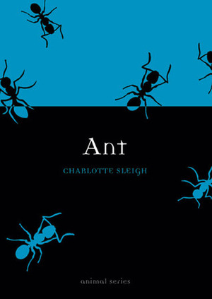 Ant by Charlotte Sleigh