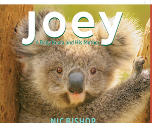 Joey: A Baby Koala and His Mother by Nic Bishop