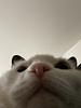 peonyreads's profile picture