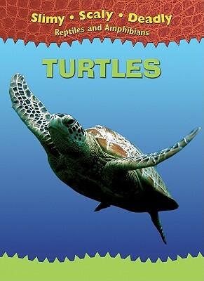Turtles by 