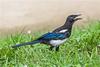 corvidfax's profile picture