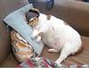 majda_syk's profile picture