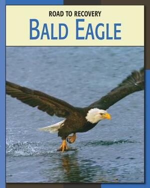 Bald Eagle by Susan Heinrichs Gray