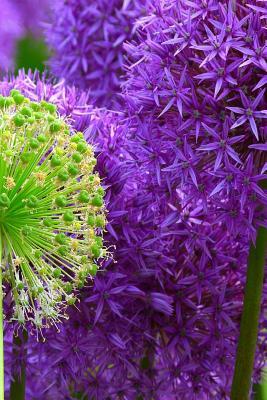 Blossoms: Alliums Are Hardy Bulbs That Produce Dramatic Balls of Purple, Blue, Yellow or Pink Flowers Atop Stiff, Upright Stems. by Planners and Journals