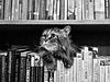 thebookshrimp's profile picture