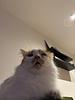 khaliekat's profile picture