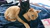 books_cats_sleep's profile picture