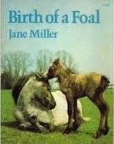 Birth Of A Foal by Jane Miller