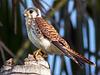 _sparrow_hawk's profile picture