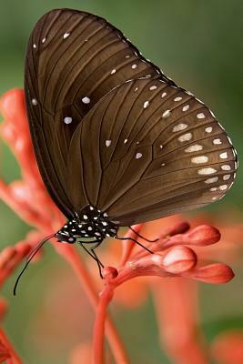 Striped Core Butterfly: The Common Crow Is a Glossy-Black Butterfly with Brown Undersides with White Markings by Planners and Journals