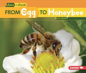 From Egg to Honeybee by Lisa Owings