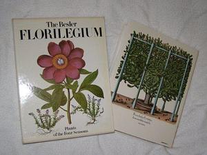 Besler Florilegium by Gerard G. Aymonin