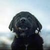 shnapsi's profile picture