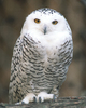 owl_in_tra1ning's profile picture