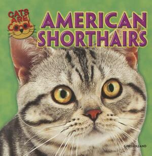 American Shorthairs by Ruth Owen, Gini Holland