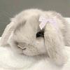 bunnimunch's profile picture