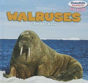 Walruses by Sam Drumlin