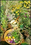 Seasonal Favorites from the Herbfarm by Jerry Traunfeld, Ron Zimmerman
