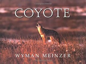 Coyote by Wyman Meinzer