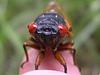 cicadaguy's profile picture