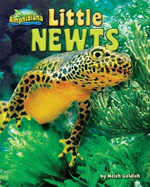 Little Newts by Meish Goldish