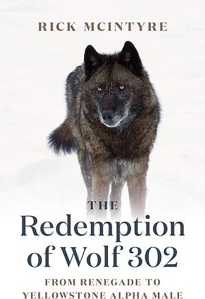 The Redemption of Wolf 302: From Renegade to Yellowstone Alpha Male by Rick McIntyre