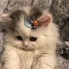 springgggg's profile picture