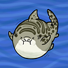 swellshark's profile picture