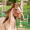 strawberry_roan's profile picture
