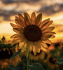 connie_gatzke's profile picture