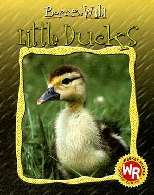 Little Ducks by Anne Royer