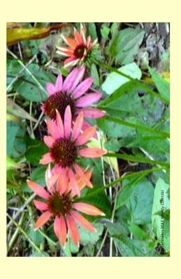 Coneflowers 2014 Weekly Calendar: 2014 week by week calendar with a photo of brightly colored coneflowers by K. Rose