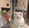 sushisashimi's profile picture
