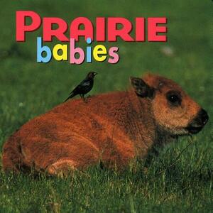 Prairie Babies by Aimee Jackson, Kristen McCurry
