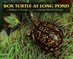 Box Turtle at Long Pond by William T. George