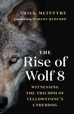 The Rise of Wolf 8: Witnessing the Triumph of Yellowstone's Underdog by Rick McIntyre