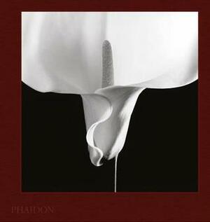 Mapplethorpe Flora: The Complete Flowers by Dimitri Levas Dimitri, Mark Holborn, Robert Mapplethorpe