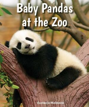 Baby Pandas at the Zoo by Eustacia Moldovo