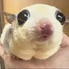 melomello's profile picture