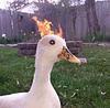 quinniscool's profile picture