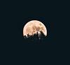 in_themoonlight's profile picture
