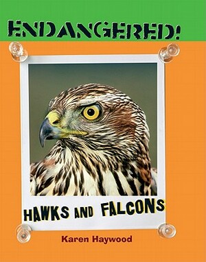 Hawks and Falcons by Karen Haywood