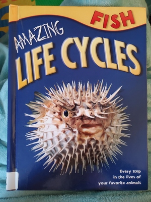 Amazing Life Cycles by Honor Head